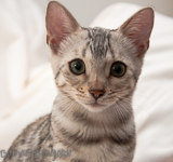 Bengalkatze silber